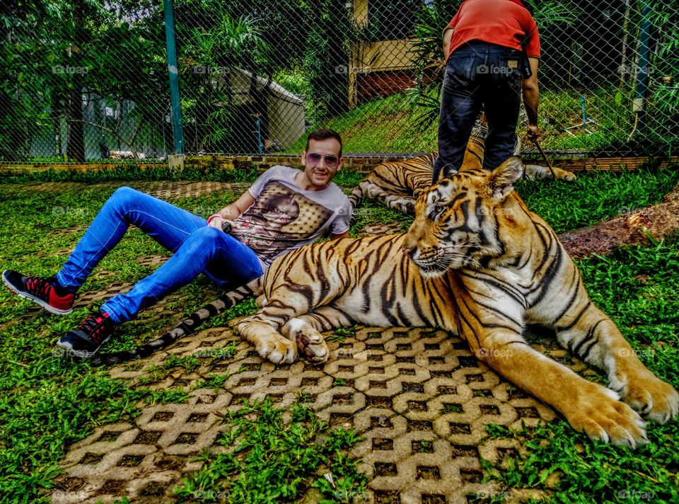thailandia tigre