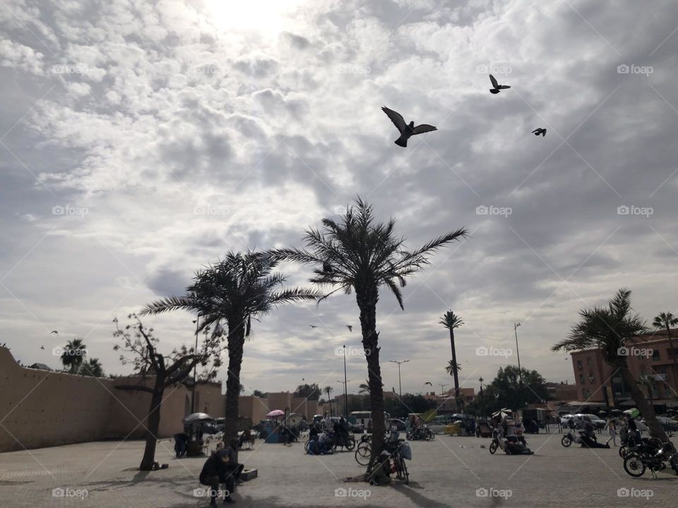 a group of pigeons flying cross the sky 