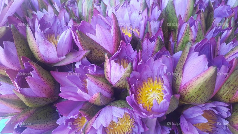 Lotus purple 