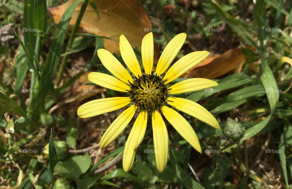 A yellow flower 