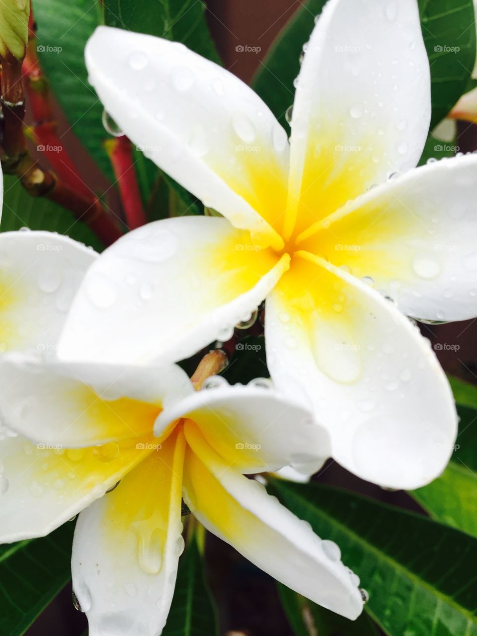 Frangipani 