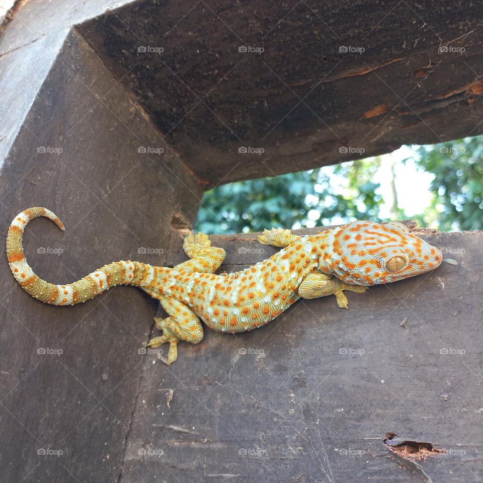 The house gecko or by the layman simply called the gecko is a type of lizard from the genus Gekko, tribe Gekkonidae. It is called the house gecko because this gecko is very often found in the human environment