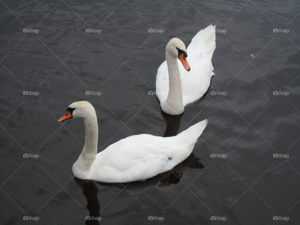 water swan couple svan by MagnusPm
