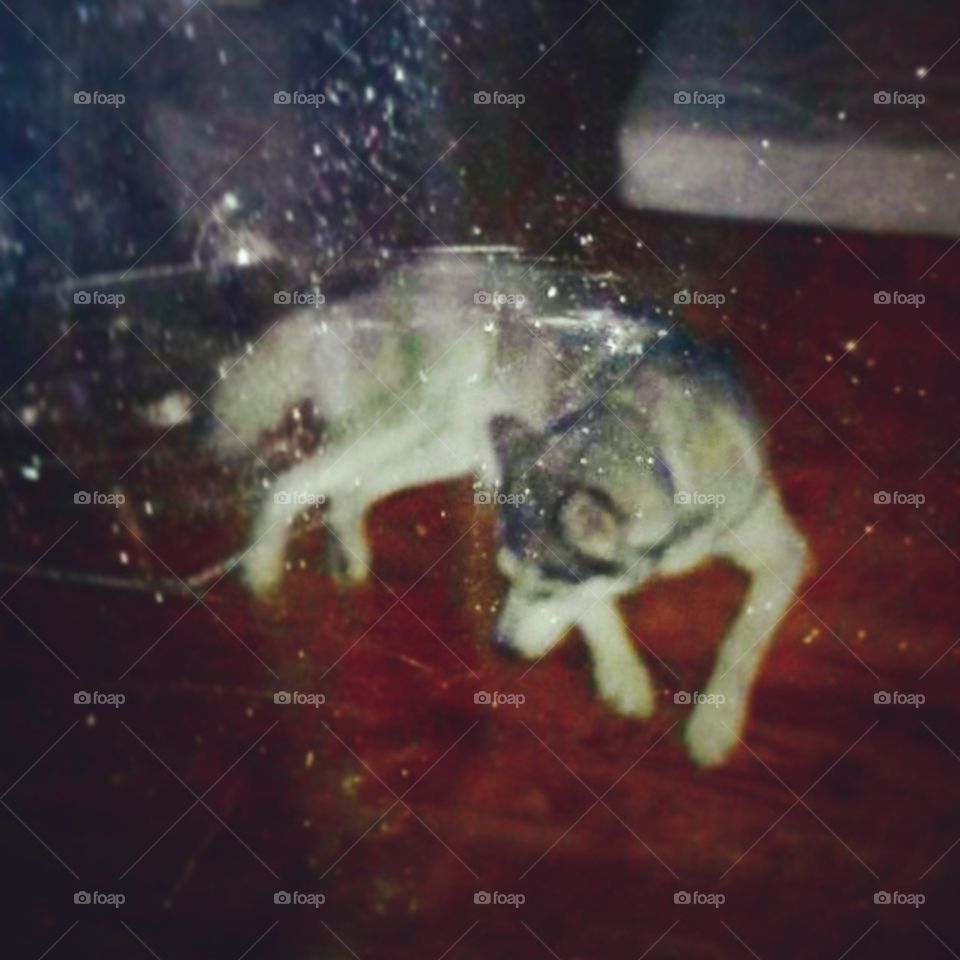 "Boondock."
This is my cousin's Alaskan Husky, lying on the floor like the lazy dog he is. This was through an incredibly messy window due to children who are messy, but it adds some haunting character to it.