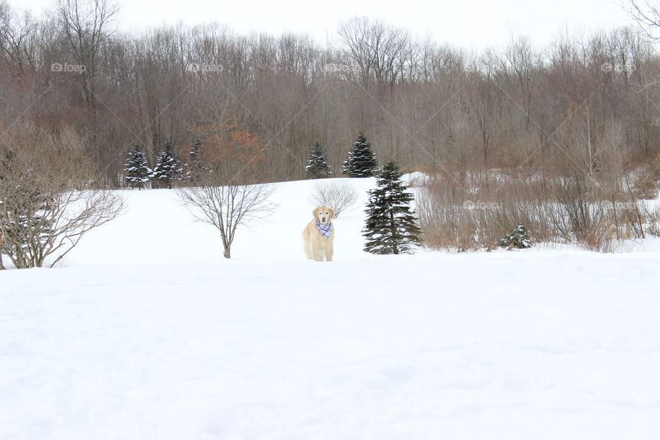 A mild winter day, out for a walk in the snow