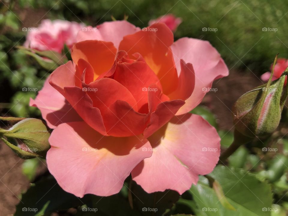 Beautiful orange rose