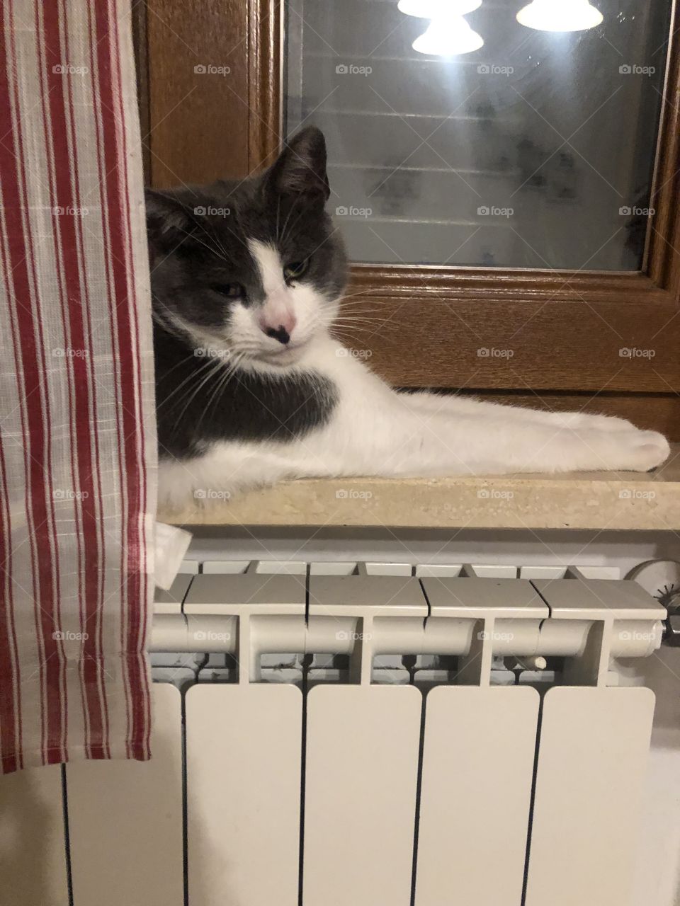 Um gato buscando o cantinho 