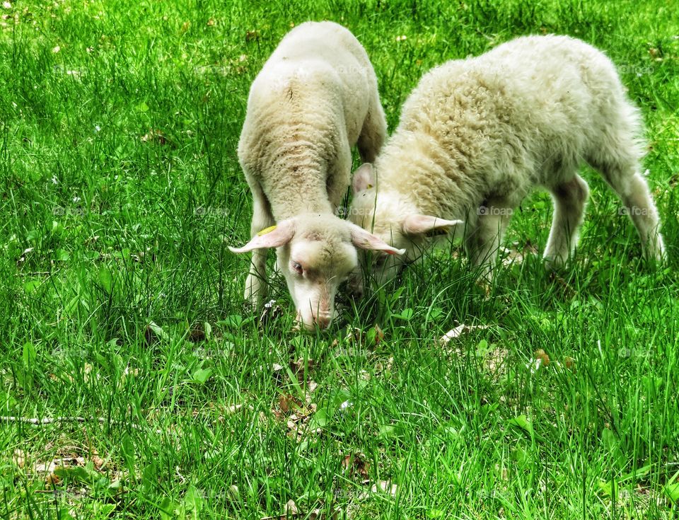 Natural lawnmowers Montreal botanical gardens 