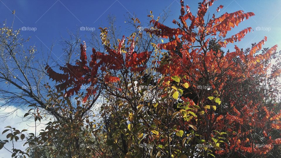 Colorful Autumn leaves