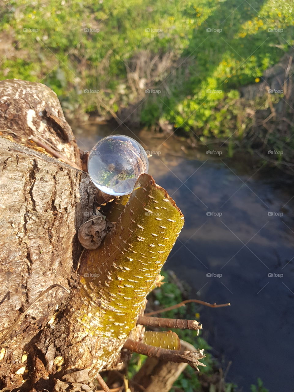 lensball at tree