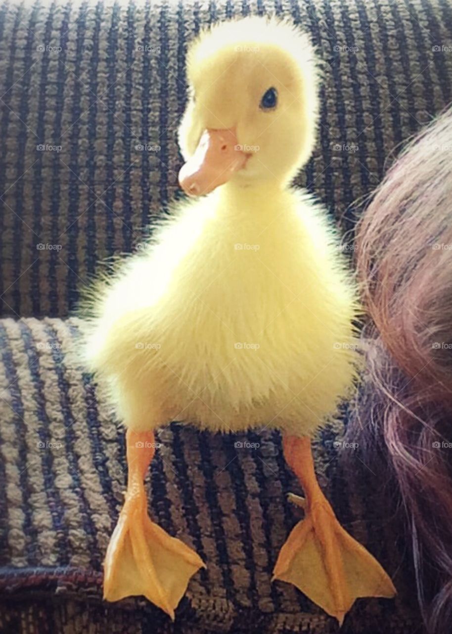 Baby duck