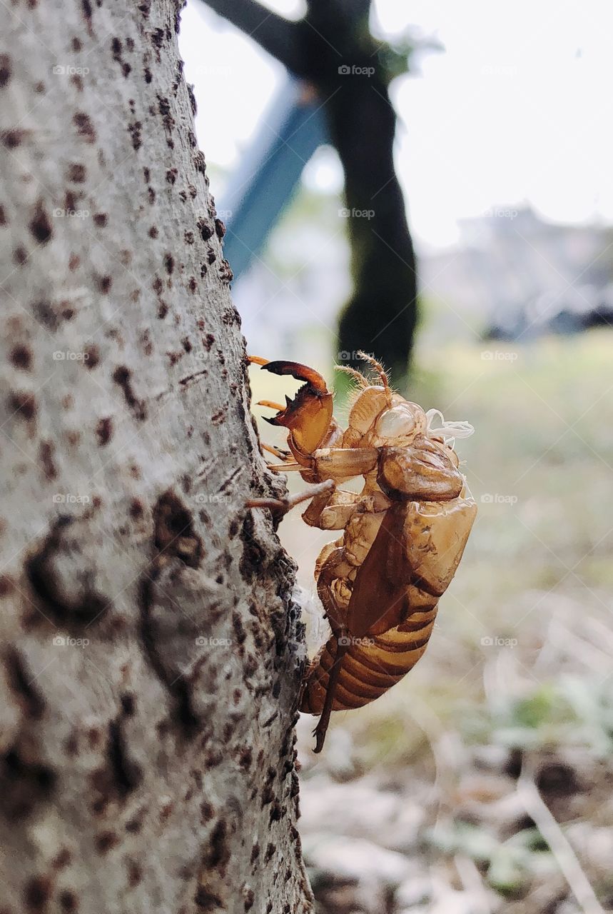 Cicada Cool！