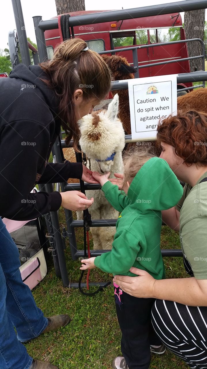 Alpacas