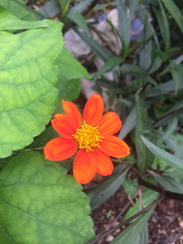 Single Bloom 