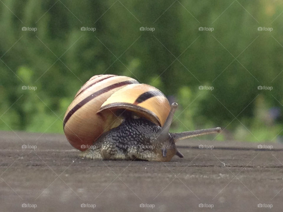 sweden nature animal snail by emilekman