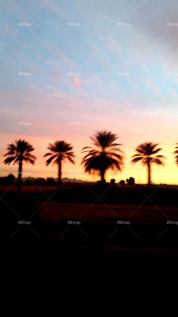 pink sky palm trees