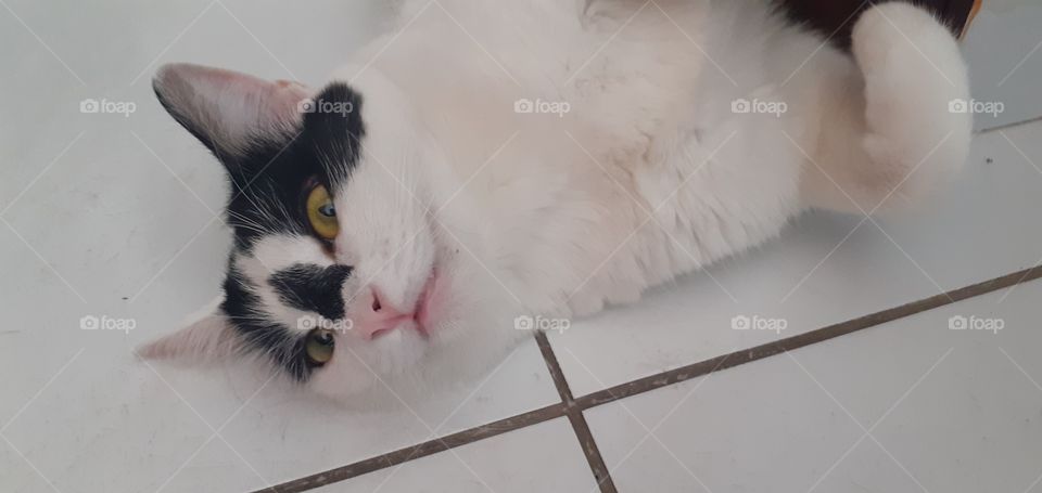 gatinha linda deitada no chão