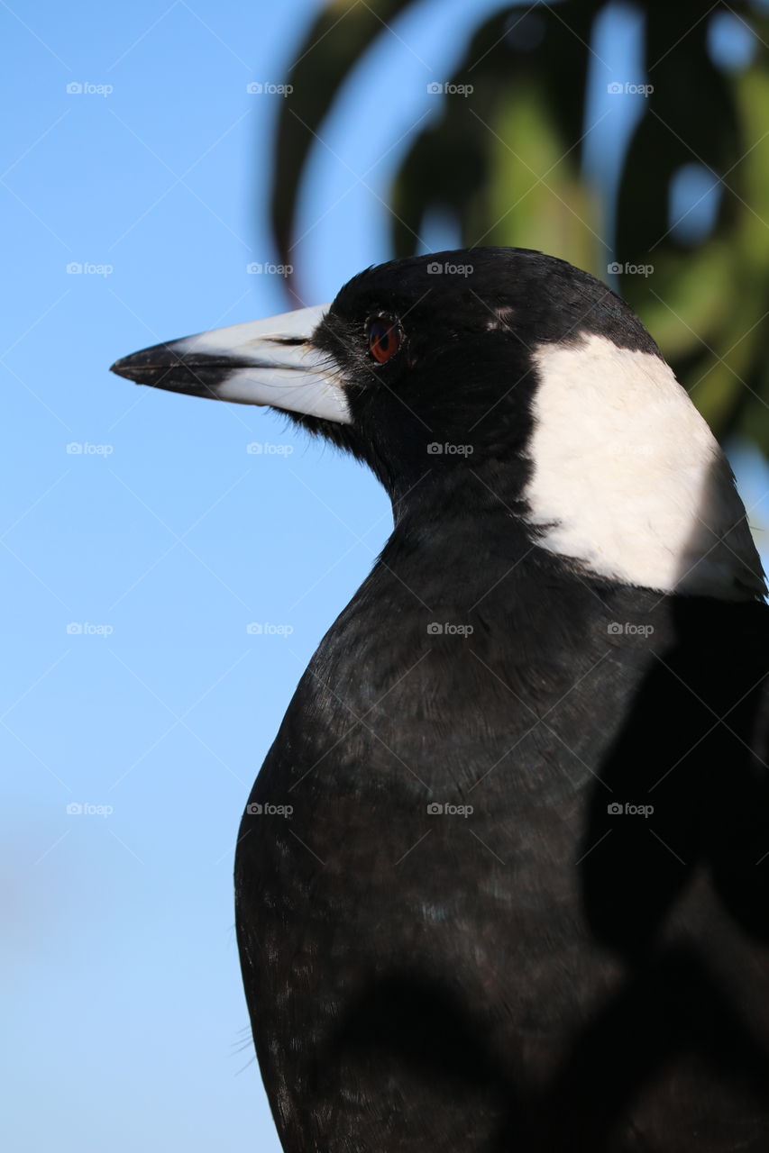 Profile view head and breast of wild magpie 