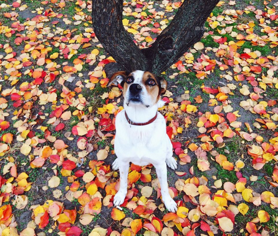 Cute dog in bright autumn leaves 