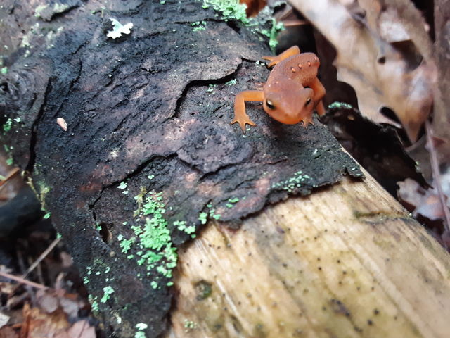 salamander on a log