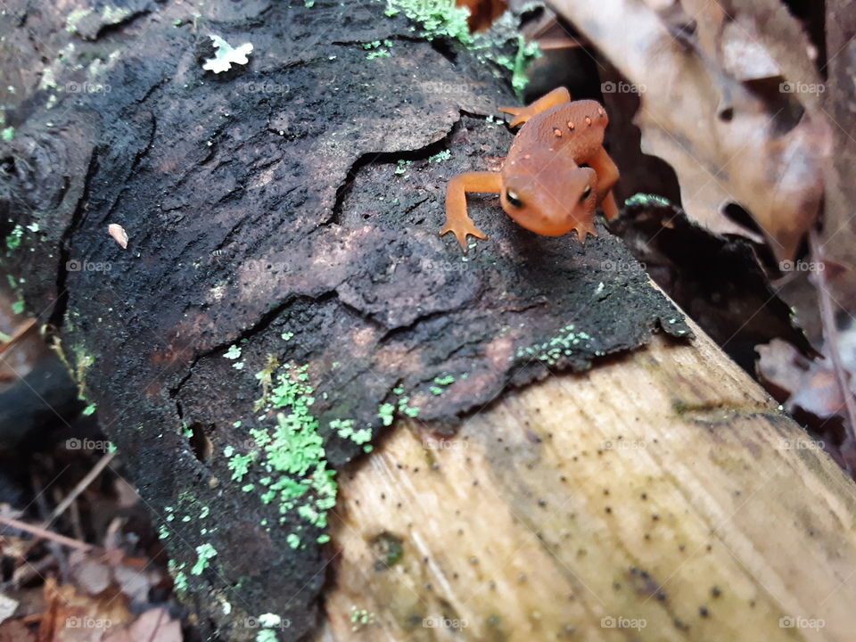 salamander on a log