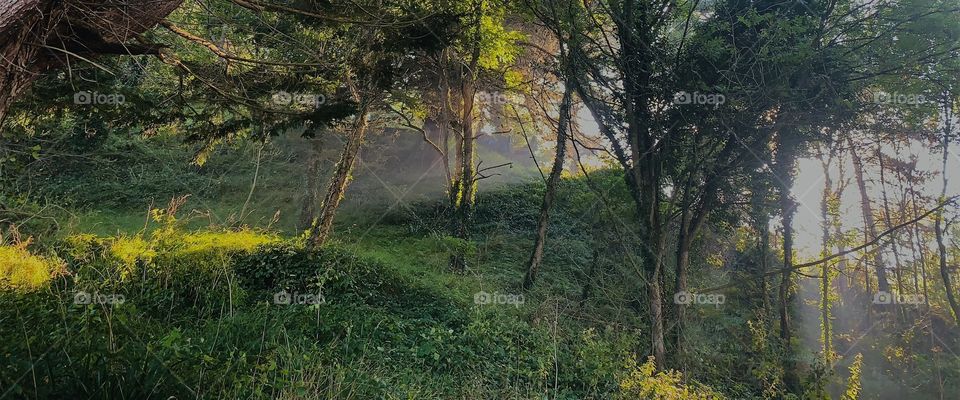 Light on the edge of the forest 