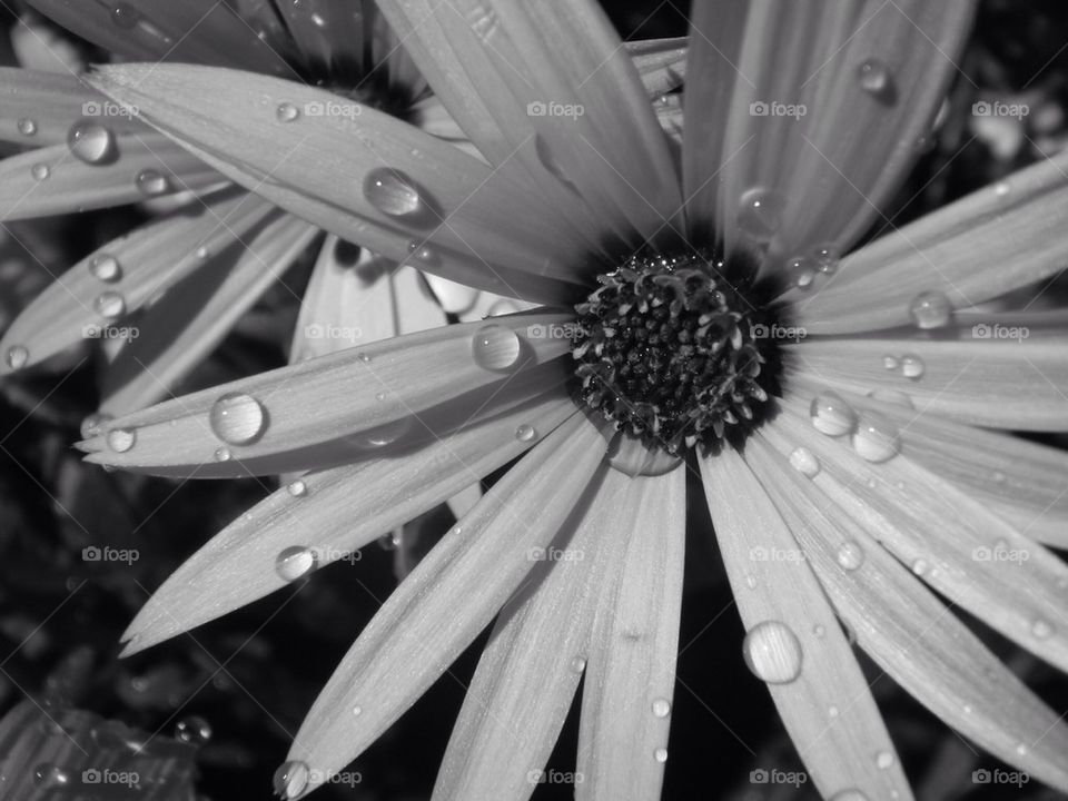 spring flower macro summer by jori209