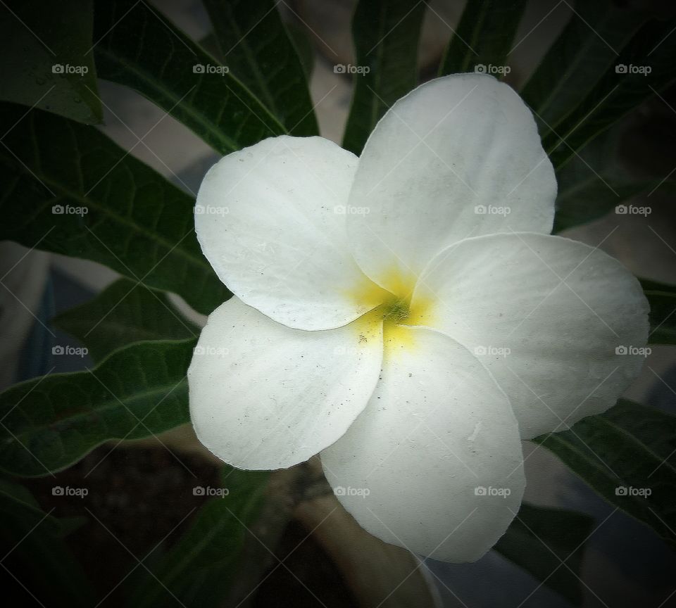 light colour of flowers 
between brightness