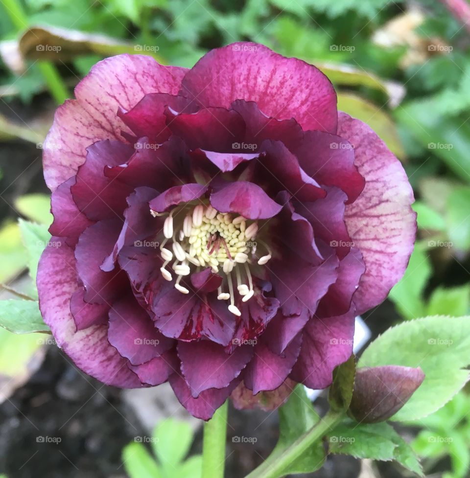 Hellebore drying out after an April rain shower. Spring flowers to brighten your day.