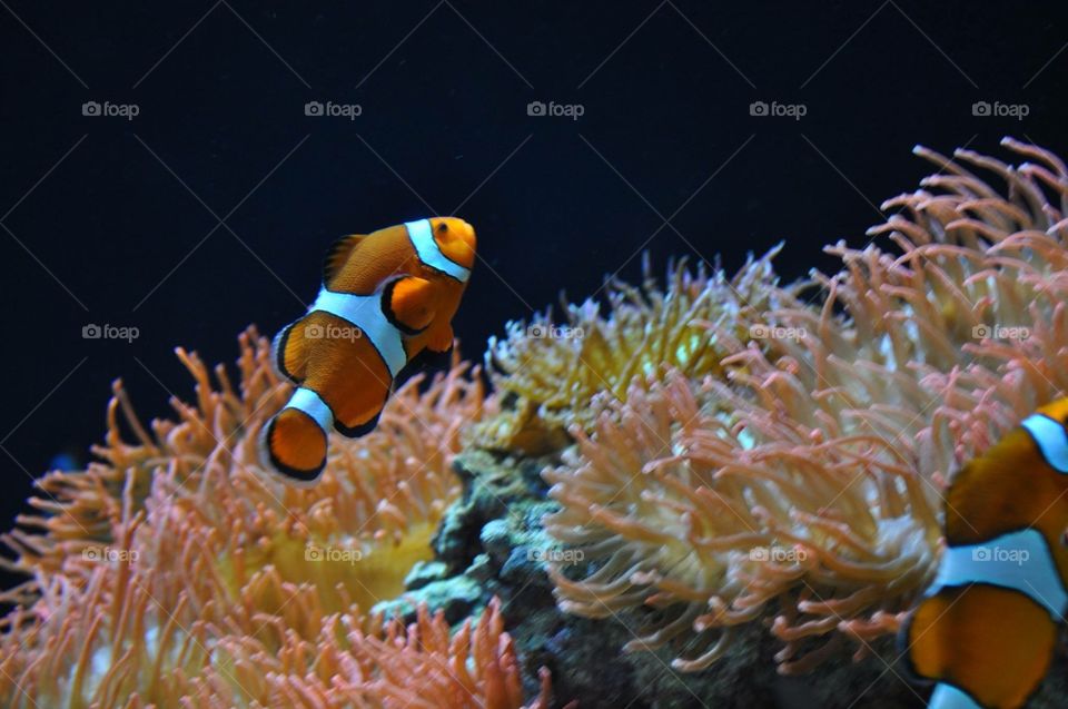 “Finding Nemo” in Lisbon aquarium 😋