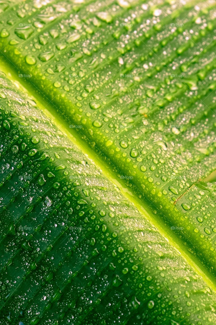 Part of a paltree leaf with raindrops