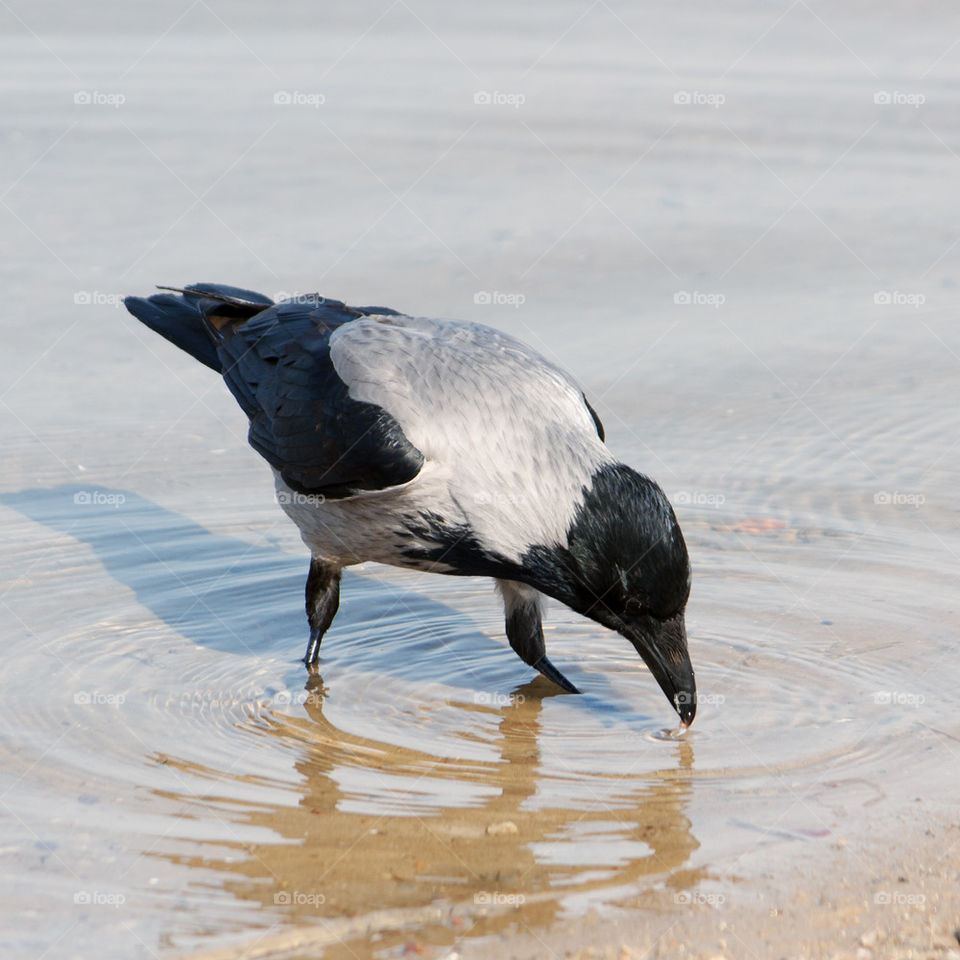 Raven drinking water. The bird, a watering place.