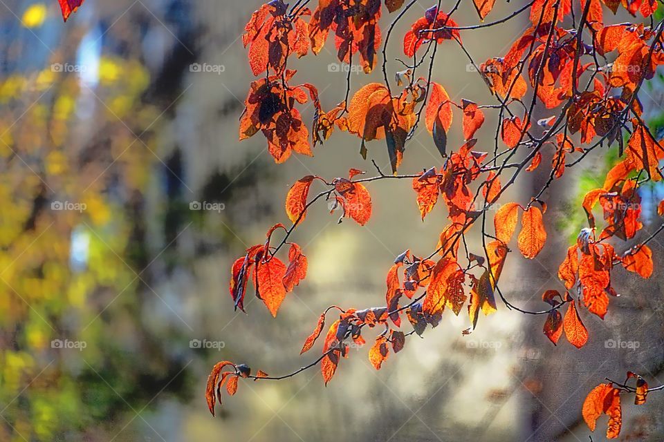 Close-up of leaves during autumn