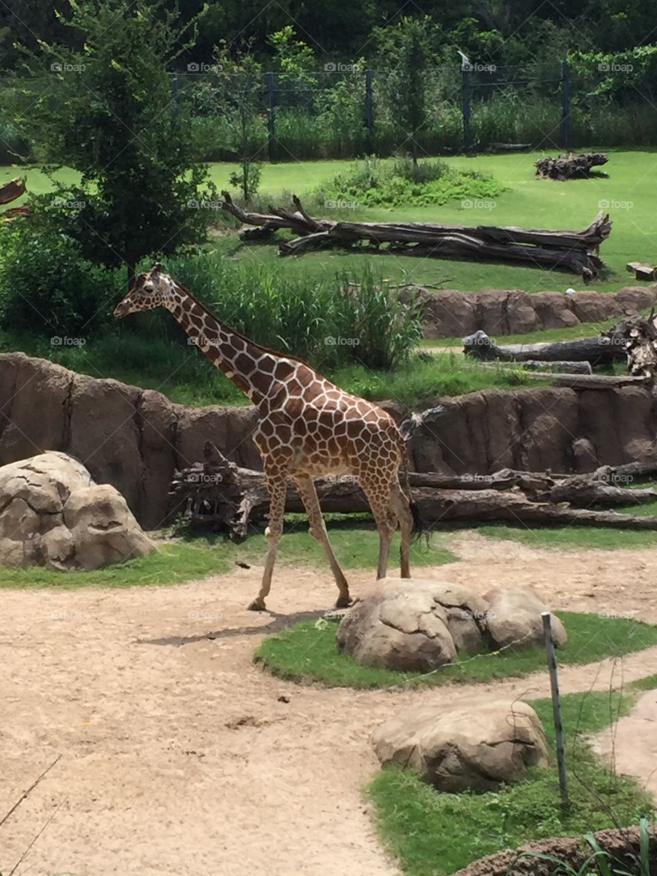Giraffe