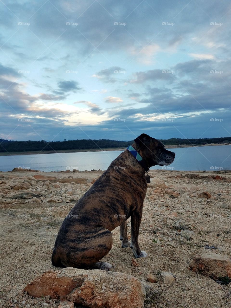 My pup watching the sunset at Folsom lake
