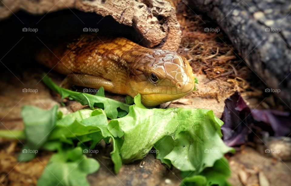 Blue Tongue Skink and Her Green Dinner