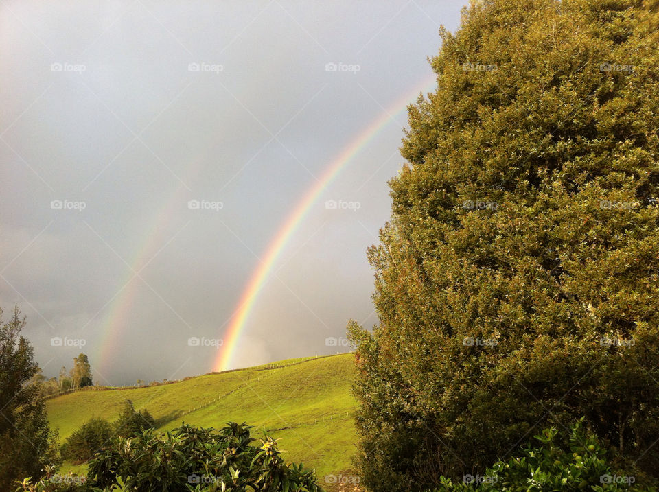 tree rainbow sunny day nico view by alejin05