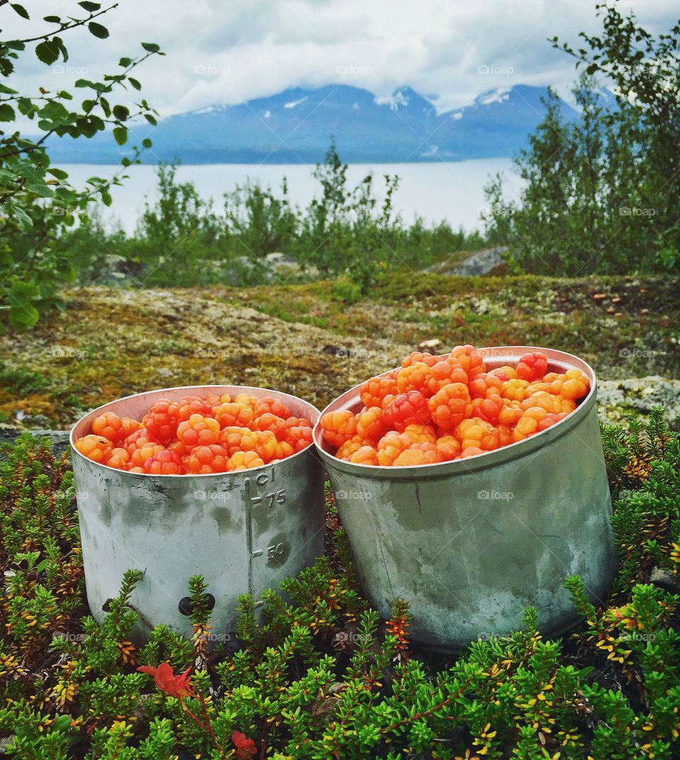 High angle view of cloudberries in box