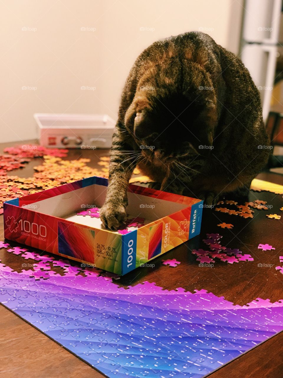 Cat putting bright colored puzzle together on table