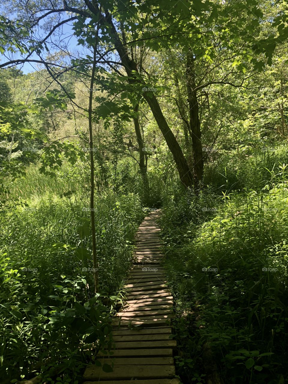 Hidden woden pathway in lush beautiful green forest during summer nature walk outdoor