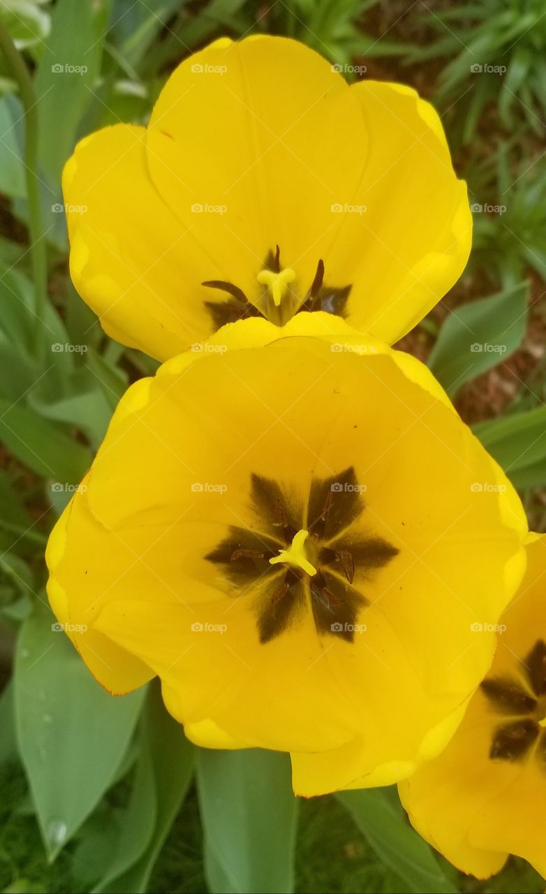 tulips