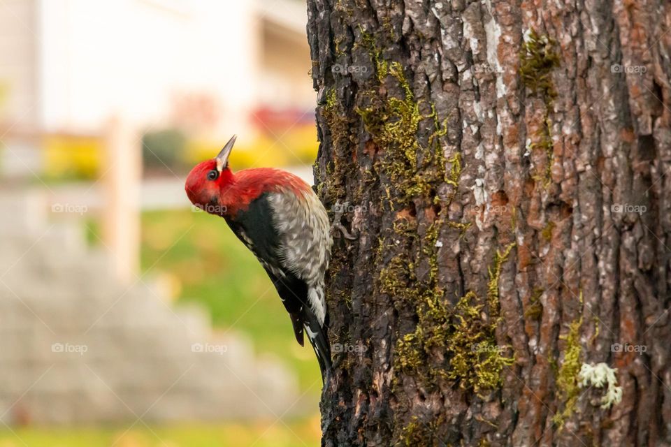 Bird on a tree trunk