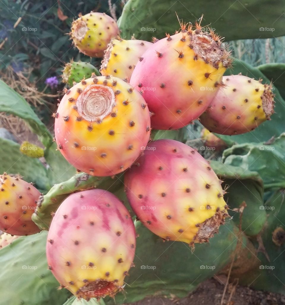 prickly pear