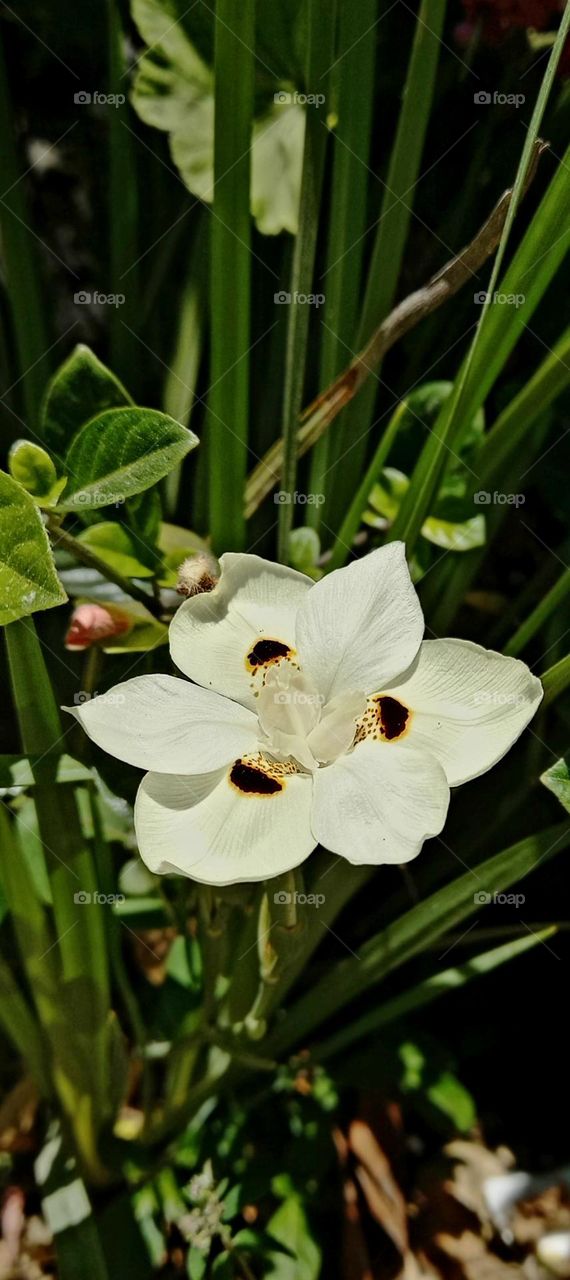 White flower