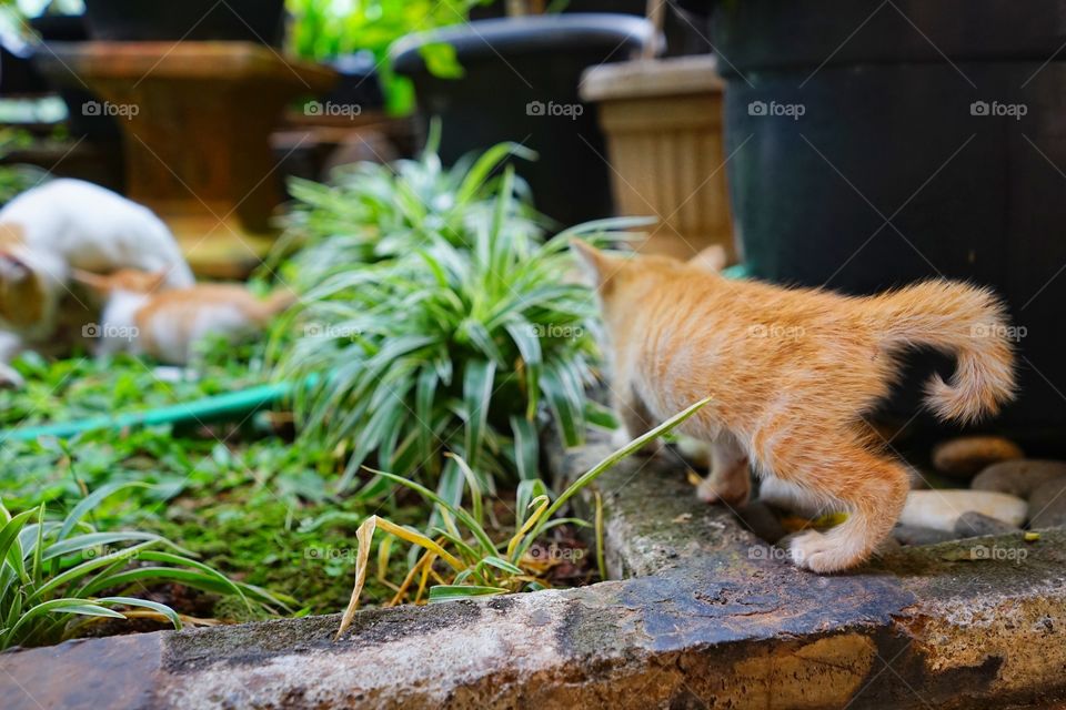 kitten playing in a garden