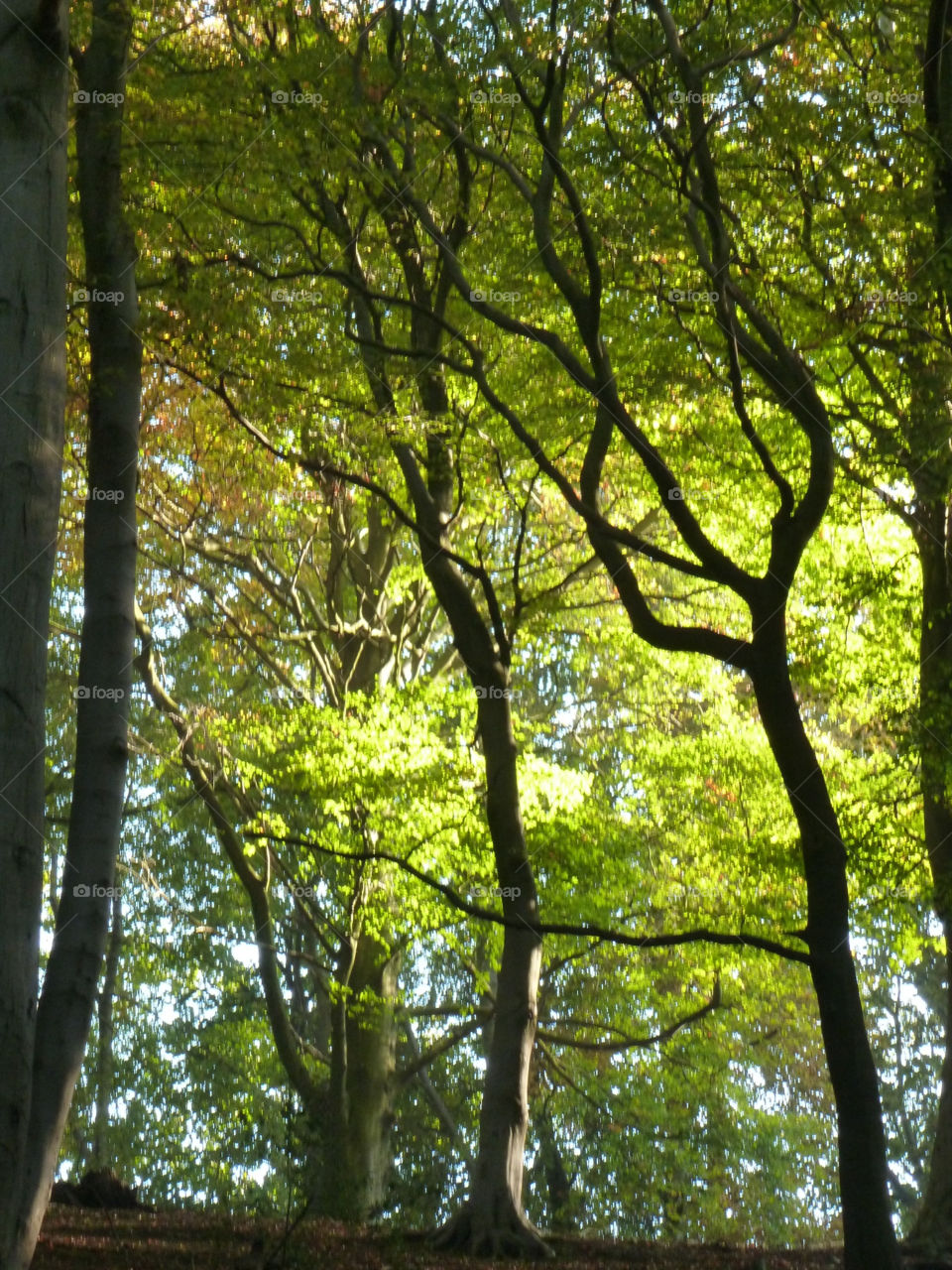 green light nature forest by Bea