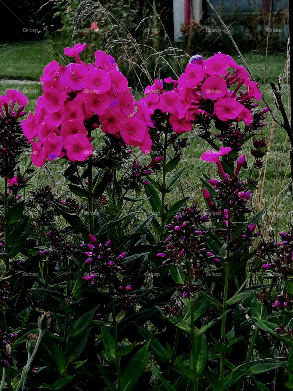 magenta phloxes - first flower