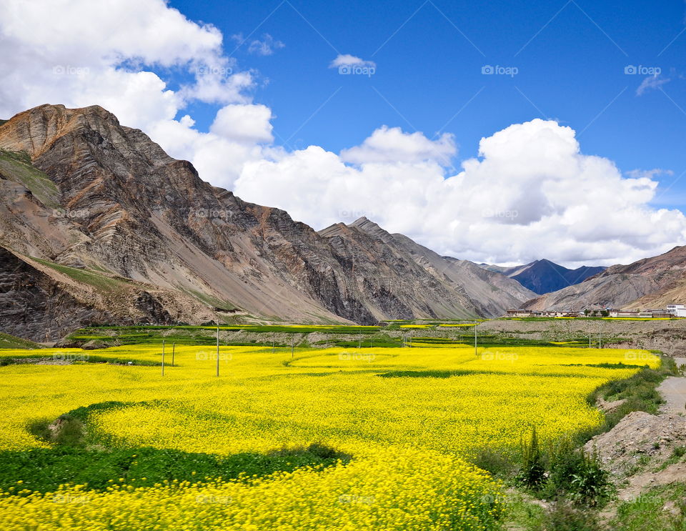 Field of canola