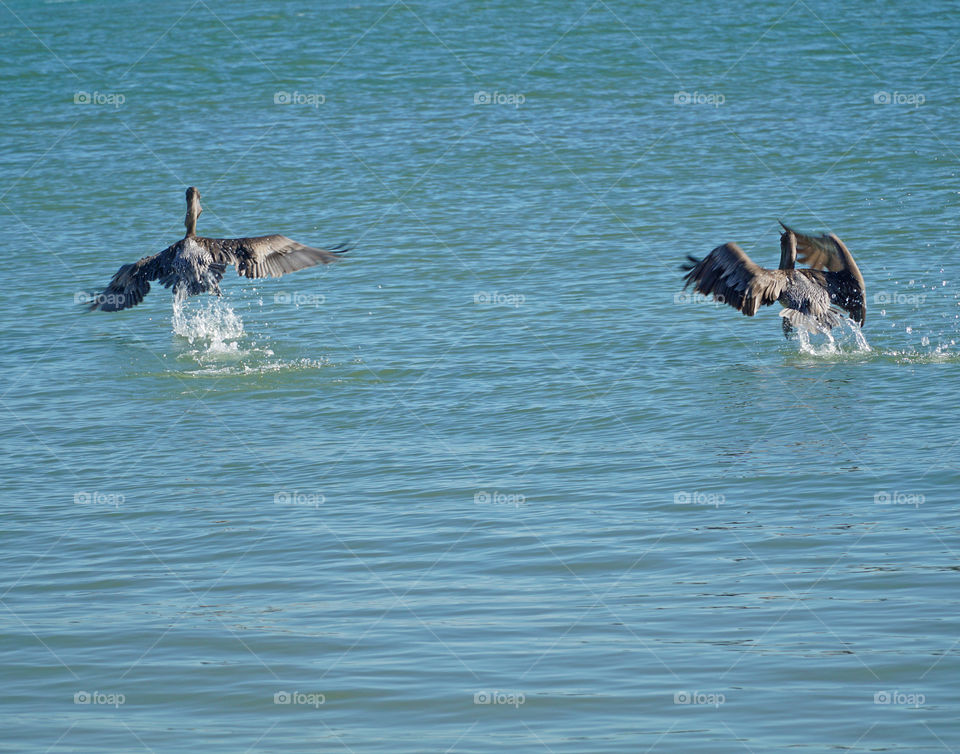 Pelicans taking flight