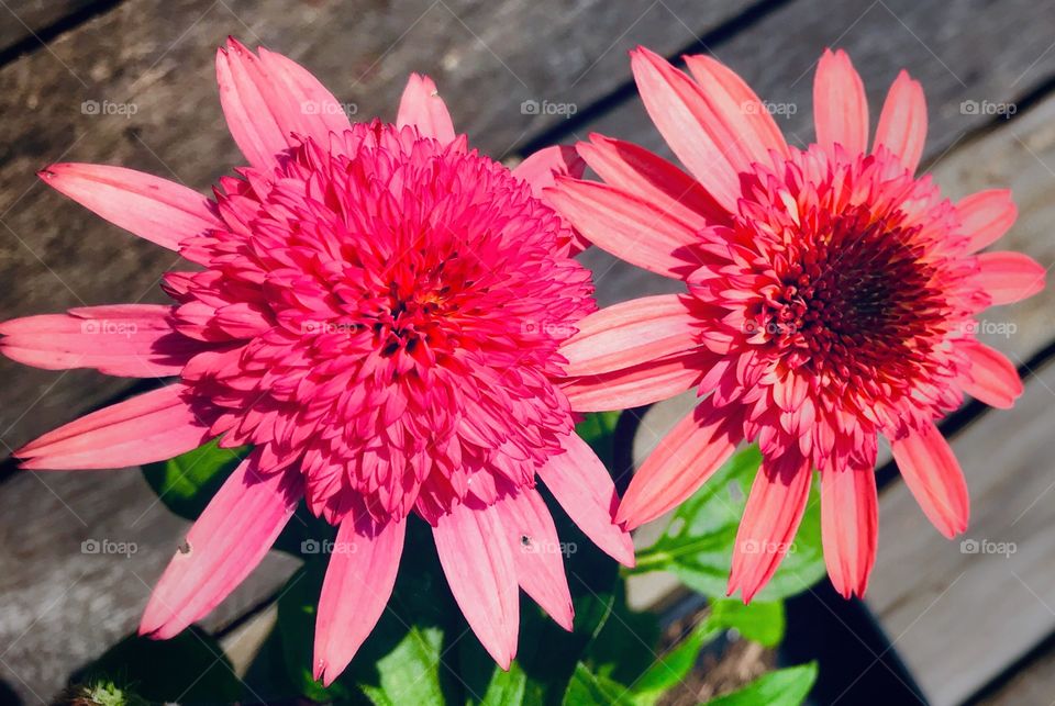 Two pink flowers—taken in Ludington, Michigan 